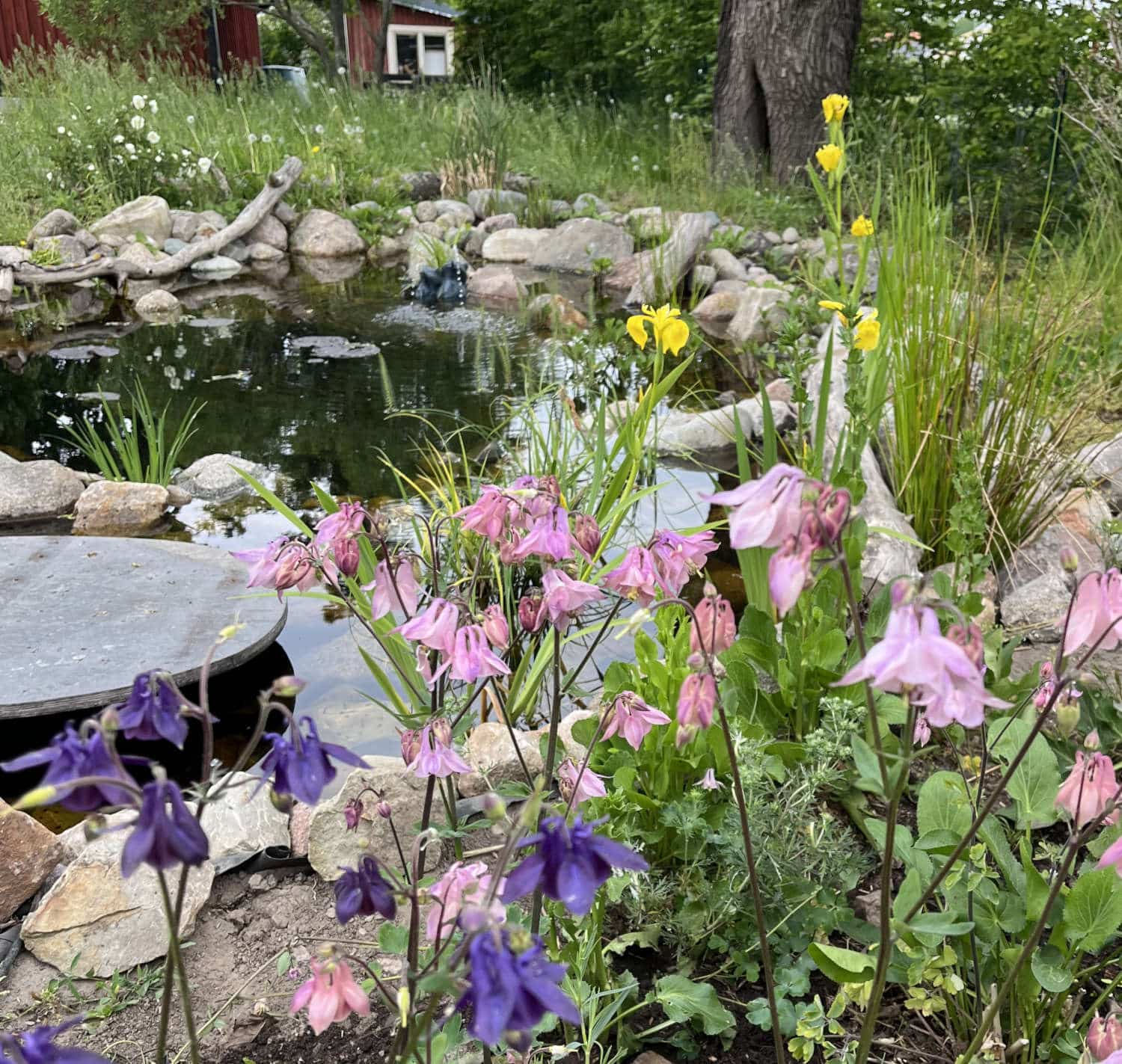 Dammskola biologisk mångfald i trädgården